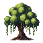 trees-tree-ancient-willow-tree-with-hanging-branche