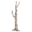 trees-tree-slender-birch-tree-with-white-bark-muted